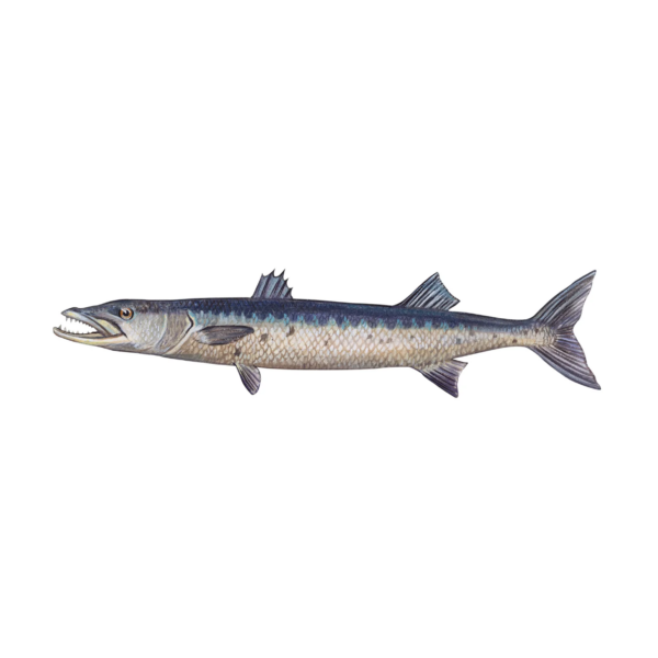 BARRACUDA