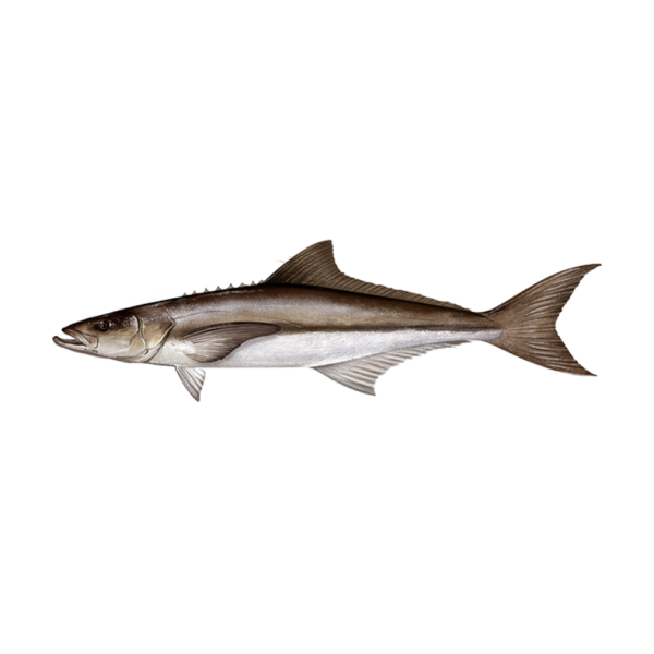 COBIA