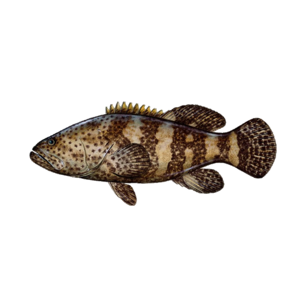 GROUPER