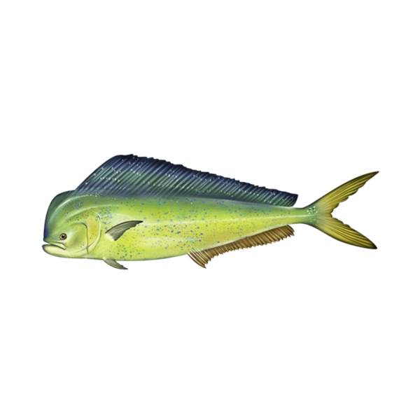 MAHI