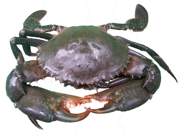 MUD CRAB