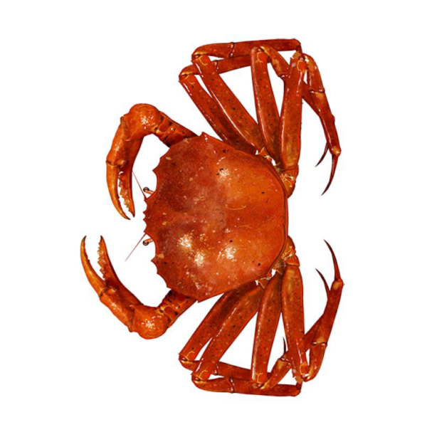 RED CRAB