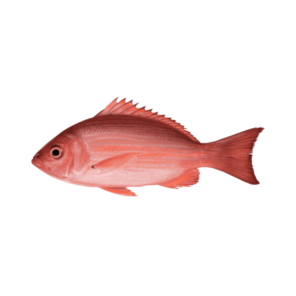 RED SNAPPER