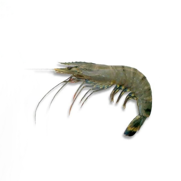 TIGER PRAWN