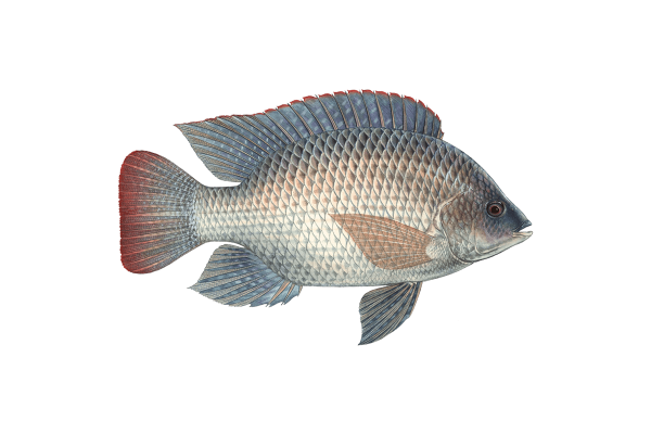 TILAPIA