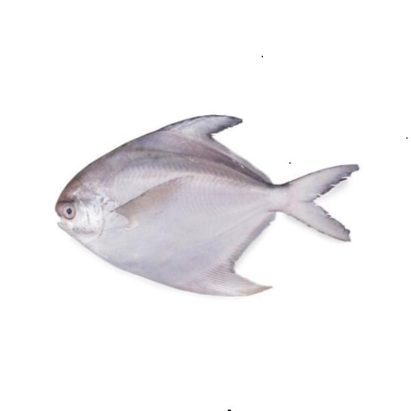 White Pomfret